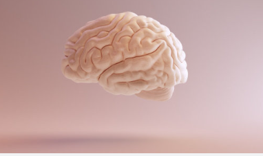 研究表明靈長(zhǎng)類動(dòng)物大腦之間的差異雖小但意義重大