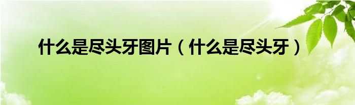 什么是盡頭牙圖片（什么是盡頭牙）