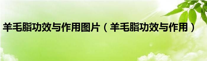 羊毛脂功效與作用圖片（羊毛脂功效與作用）