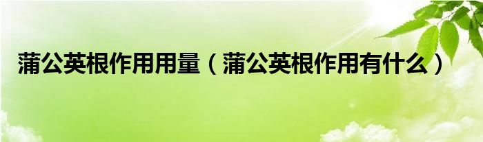 蒲公英根作用用量（蒲公英根作用有什么）
