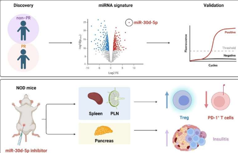 研究兒童 1 型糖尿病的部分緩解：新的生物標志物和 microRNA 的免疫調(diào)節(jié)作用