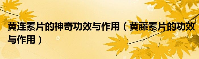 黃連素片的神奇功效與作用（黃藤素片的功效與作用）