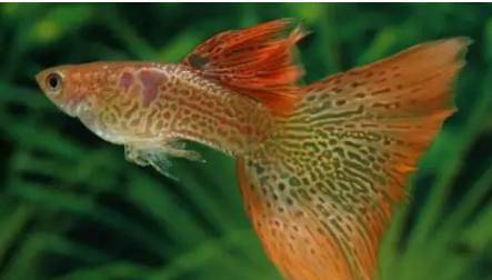 孔雀魚：新的頂級捕食者