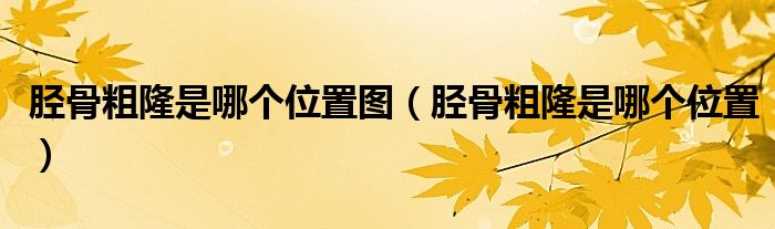 脛骨粗隆是哪個(gè)位置圖(脛骨粗隆是哪個(gè)位置)