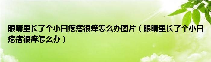 眼睛里長了個小白疙瘩很癢怎么辦圖片（眼睛里長了個小白疙瘩很癢怎么辦）