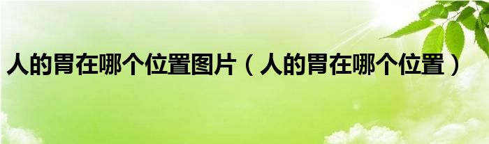 人的胃在哪個(gè)位置圖片(人的胃在哪個(gè)位置)