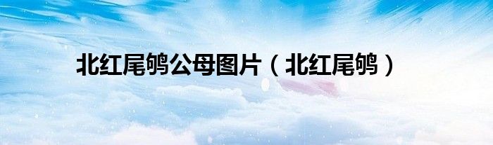 北紅尾鴝公母圖片（北紅尾鴝）