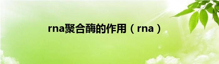 rna聚合酶的作用（rna）