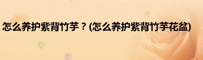 怎么養(yǎng)護(hù)紫背竹芋？(怎么養(yǎng)護(hù)紫背竹芋花盆)