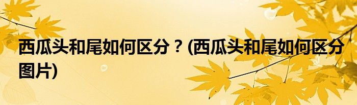 西瓜頭和尾如何區(qū)分?(西瓜頭和尾如何區(qū)分圖片)
