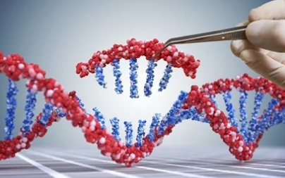 雙 CRISPR-Cas3 是一種很有前途的工具 可以誘導(dǎo)巨大的基因組缺失并恢復(fù)肌營養(yǎng)不良蛋白