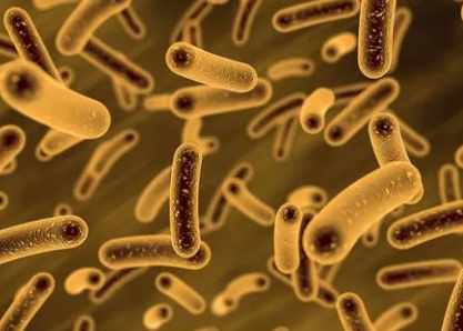 微生物組組成影響軍團病的嚴重程度