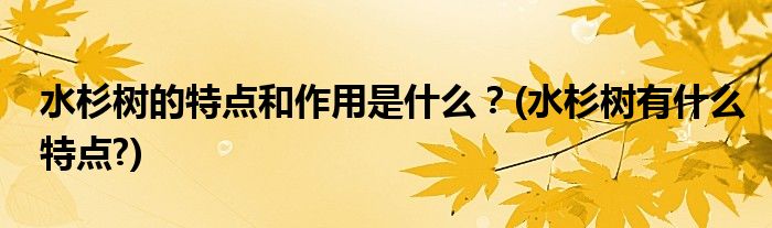 水杉樹的特點和作用是什么？(水杉樹有什么特點?)