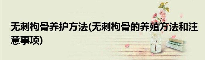 無刺枸骨養(yǎng)護(hù)方法(無刺枸骨的養(yǎng)殖方法和注意事項)