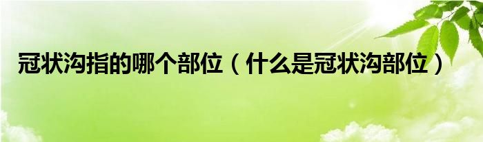 冠狀溝指的哪個(gè)部位(什么是冠狀溝部位)