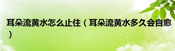 耳朵流黃水怎么止?。ǘ淞鼽S水多久會(huì)自愈）