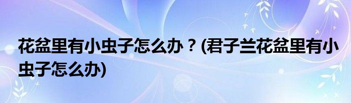 花盆里有小蟲子怎么辦？(君子蘭花盆里有小蟲子怎么辦)