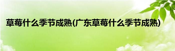 草莓什么季節(jié)成熟(廣東草莓什么季節(jié)成熟)