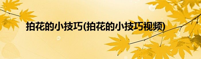 拍花的小技巧(拍花的小技巧視頻)
