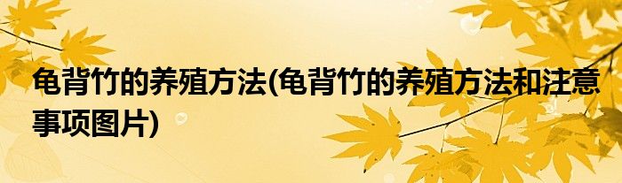 龜背竹的養(yǎng)殖方法(龜背竹的養(yǎng)殖方法和注意事項(xiàng)圖片)