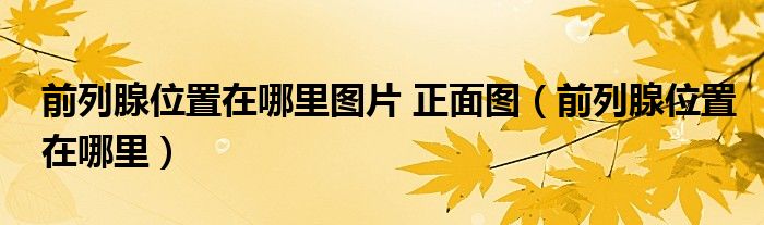 前列腺位置在哪里圖片 正面圖（前列腺位置在哪里）