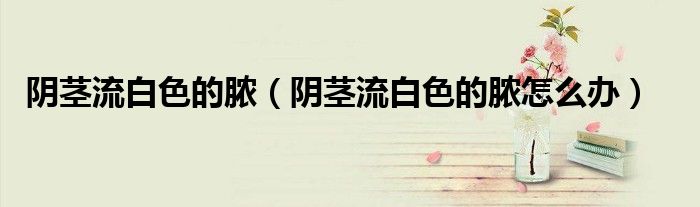 陰莖流白色的膿（陰莖流白色的膿怎么辦）