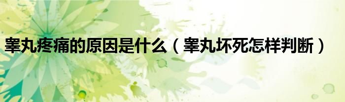 睪丸疼痛的原因是什么（睪丸壞死怎樣判斷）