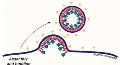 CRISPR 在活體動物基因編輯方面取得了巨大飛躍