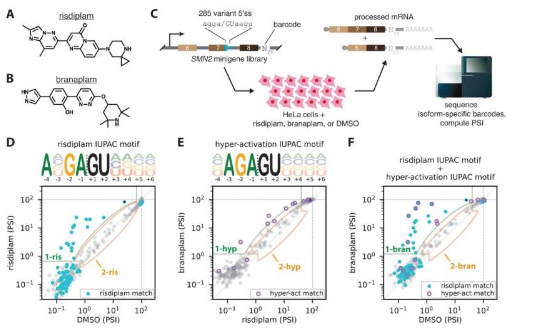 為什么有些 RNA 藥物比其他藥物效果更好