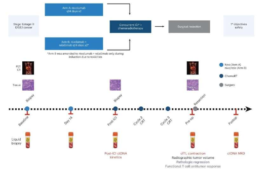 循環(huán)腫瘤 DNA 水平可預測免疫療法治療胃食管癌的結果