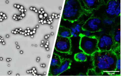 ATP 修飾的生物相容性納米顆粒可增強(qiáng)癌癥免疫治療的全身遞送