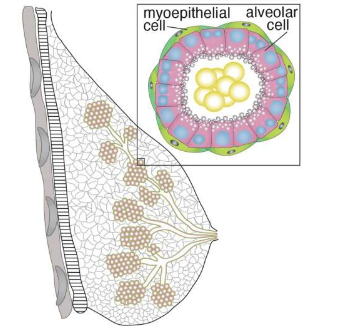 科學(xué)家揭示了增加哺乳期母親泌乳量的新途徑