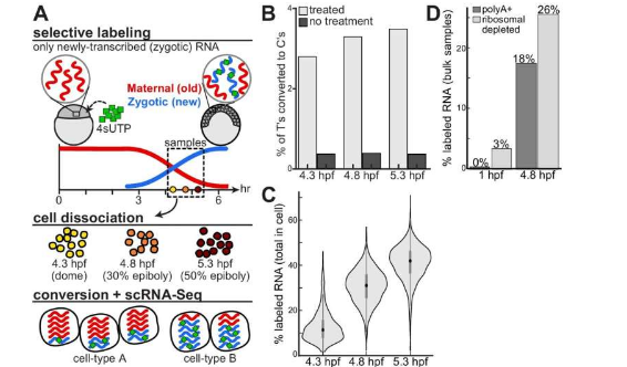 解碼發(fā)育：mRNA 在胚胎形成中的作用