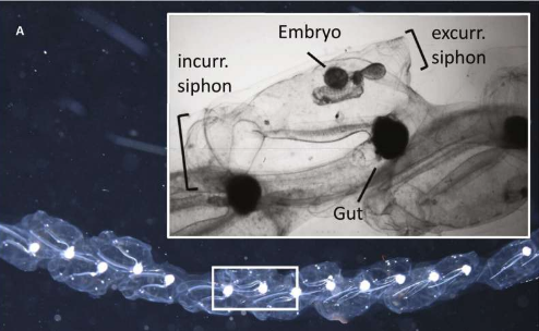 研究人員揭示果凍海洋生物如何塑造現(xiàn)代機(jī)器人