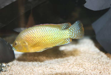 研究發(fā)現(xiàn)渾濁的海水可能會(huì)促使非洲魚類長出更大的眼睛
