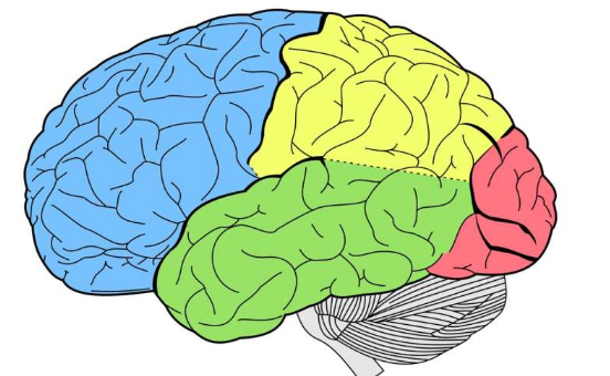 由于神經(jīng)學(xué)研究缺乏多樣性 科學(xué)家們希望確保大腦研究的公平性