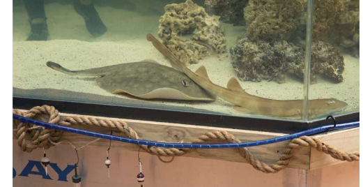 水族館稱一條沒有雄性伴侶的懷孕黃貂魚現(xiàn)在患有生殖疾病