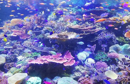 為了保護(hù)珊瑚免受熱浪侵襲 我們應(yīng)該幫助它們的微生物共生體進(jìn)化出耐熱能力