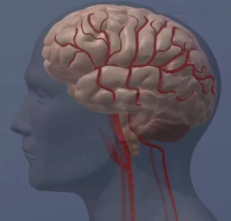 凝血蛋白阻礙大腦修復(fù)