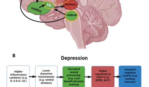 新線索揭示運(yùn)動(dòng)如何減輕抑郁癥狀