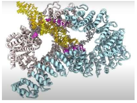 科學(xué)家破解了陽光 酒精和污染造成的 DNA 損傷檢測和修復(fù)之謎