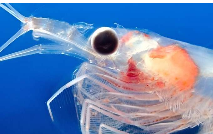磷蝦為海洋生物如何適應(yīng)變暖水域提供了見解