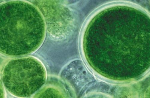 研究人員使用藻類(lèi)制造燃料