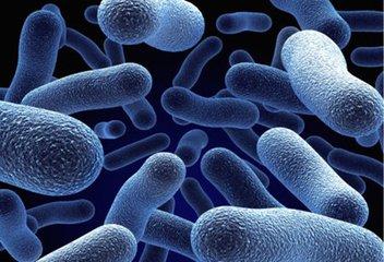 THOR將復(fù)雜的微生物組爭論成一個改進(jìn)它們的模型