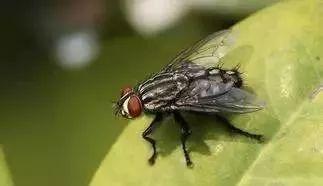 沒有超級果蠅 醋蠅有良好的視力或嗅覺 但不是兩者兼而有之