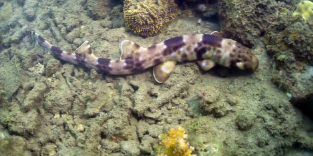 海洋生物學(xué)家解決鯊魚如何行走分裂的謎團(tuán)