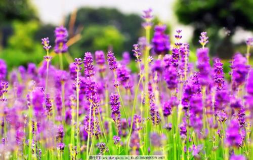 植物和微生物通過當?shù)氐牡叵侣?lián)盟塑造全球生物群落
